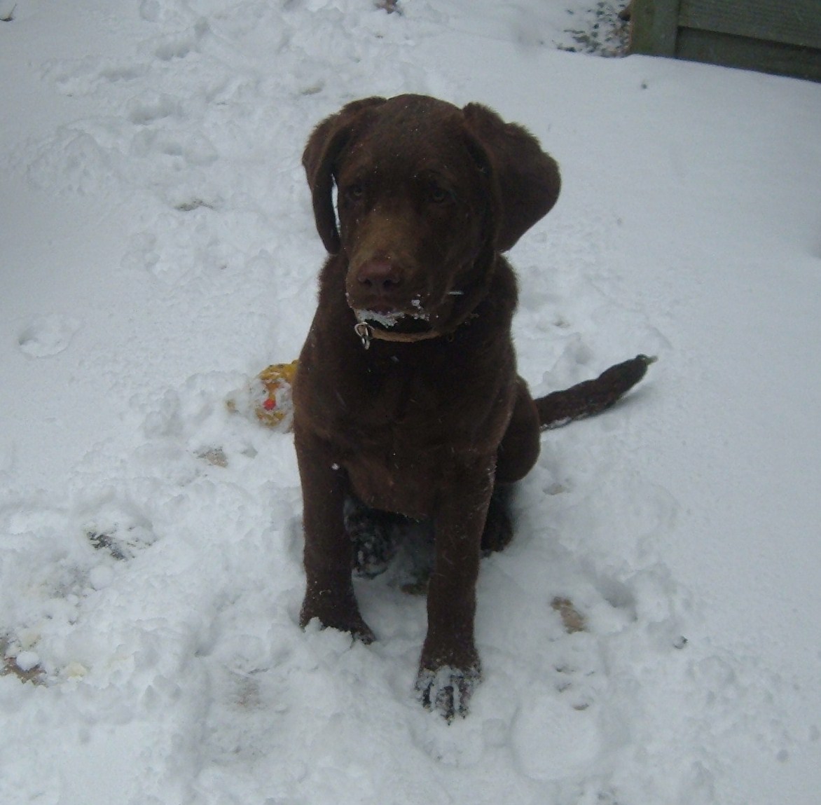 Chesapeake Bay Retriever Caitlin puppy